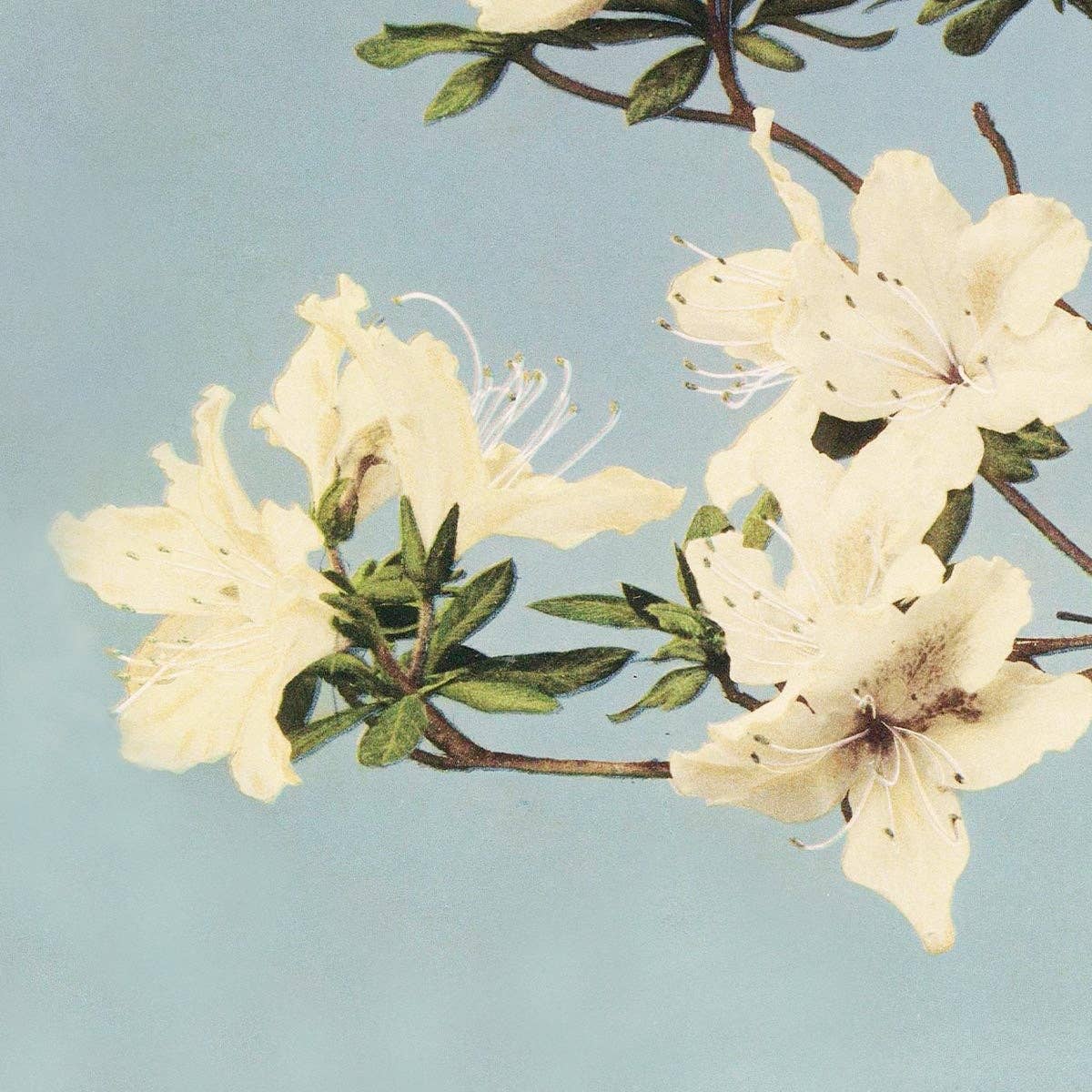 Japanese Azaleas by Ogawa Kazumasa