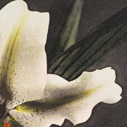 Póster de la exposición Lirio blanco en la oscuridad de Ogawa Kazumasa