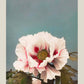 Tree Peony by Ogawa Kazumasa