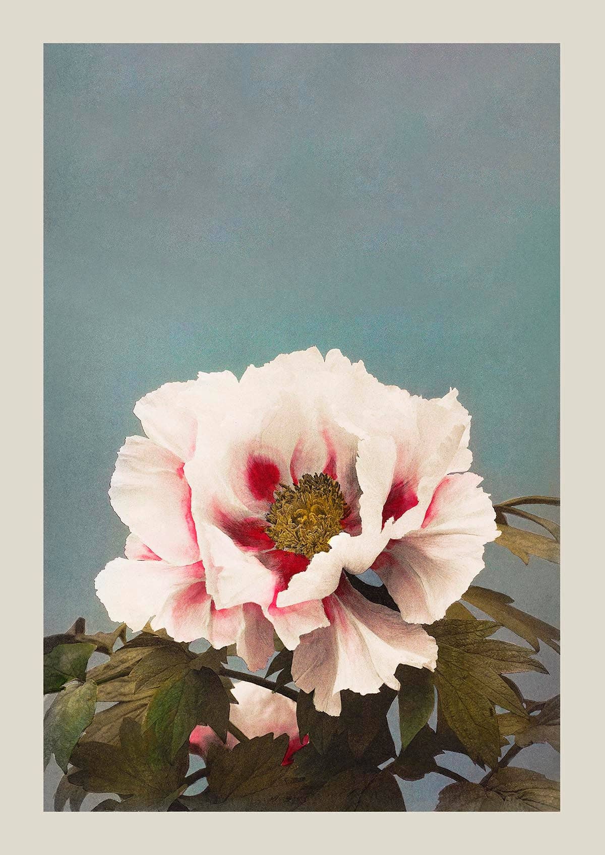 Tree Peony by Ogawa Kazumasa