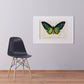 Vintage Butterfly Print