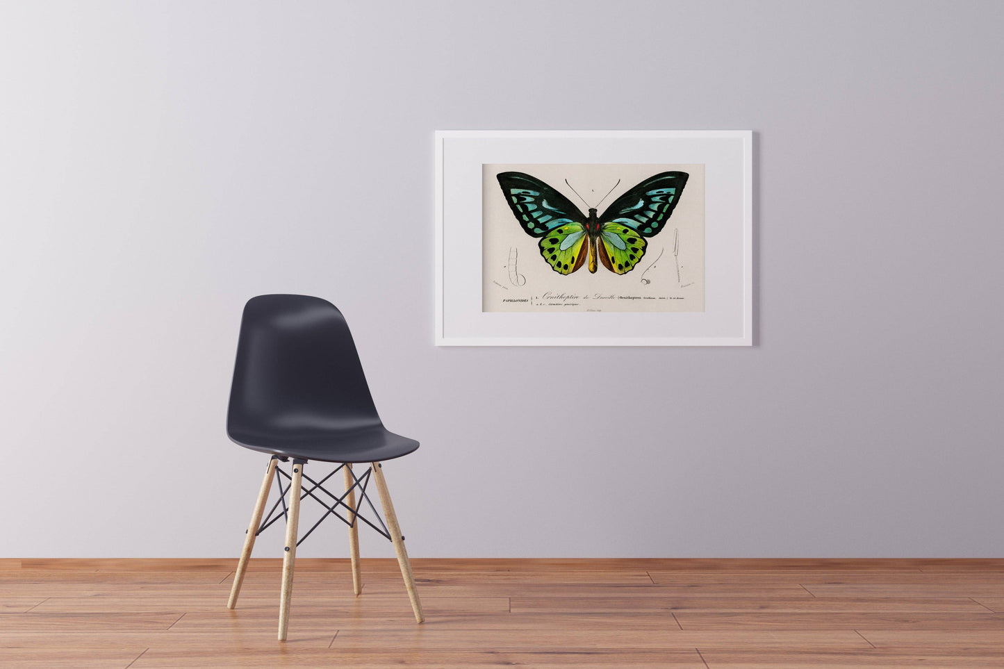 Vintage Butterfly Print