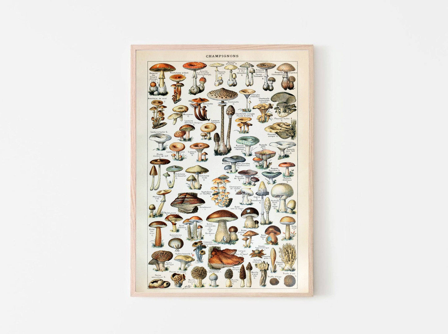 Vintage Mushrooms Print II - Botanical Art by Adolphe Millot