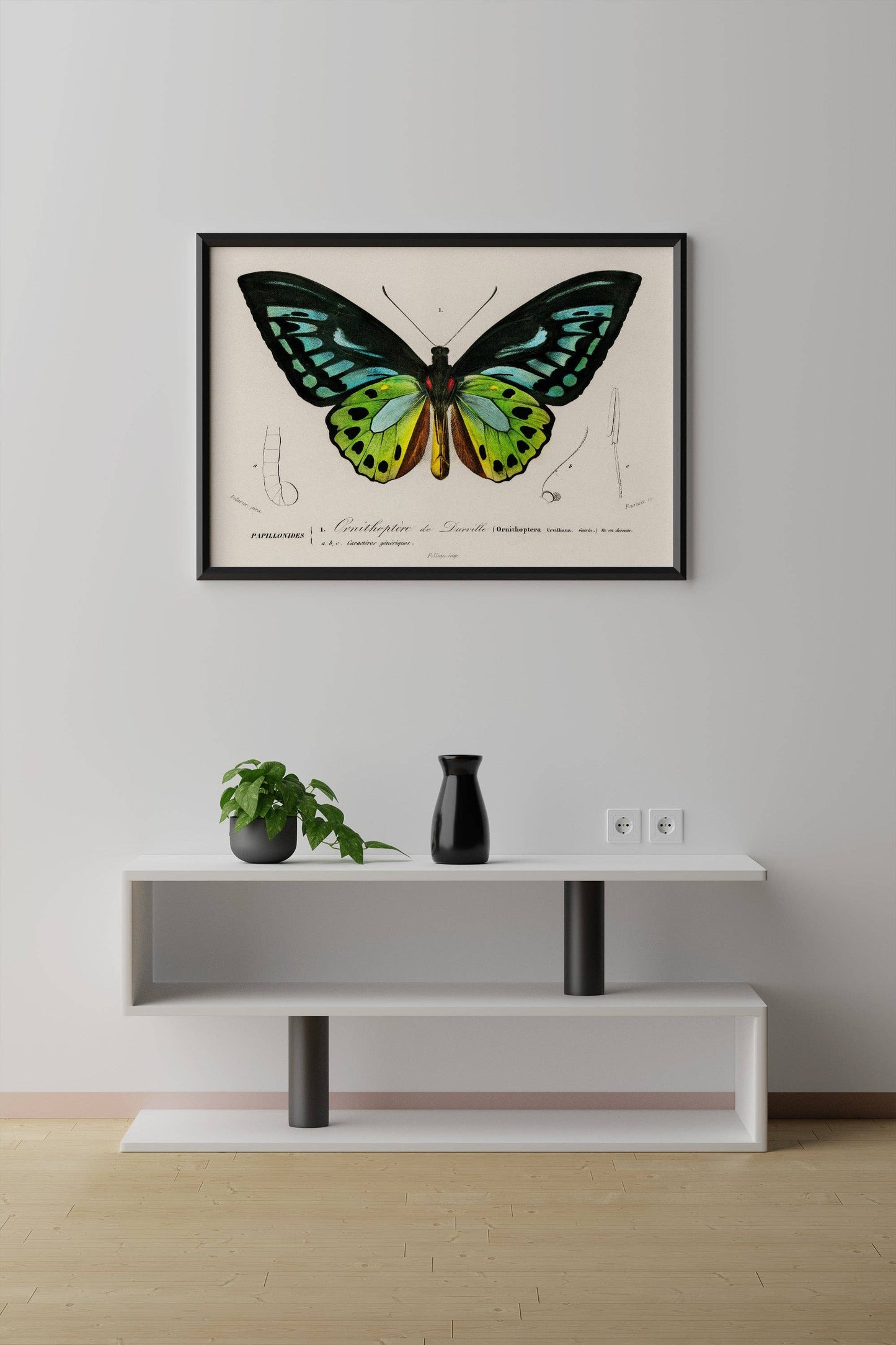 Vintage Butterfly Print