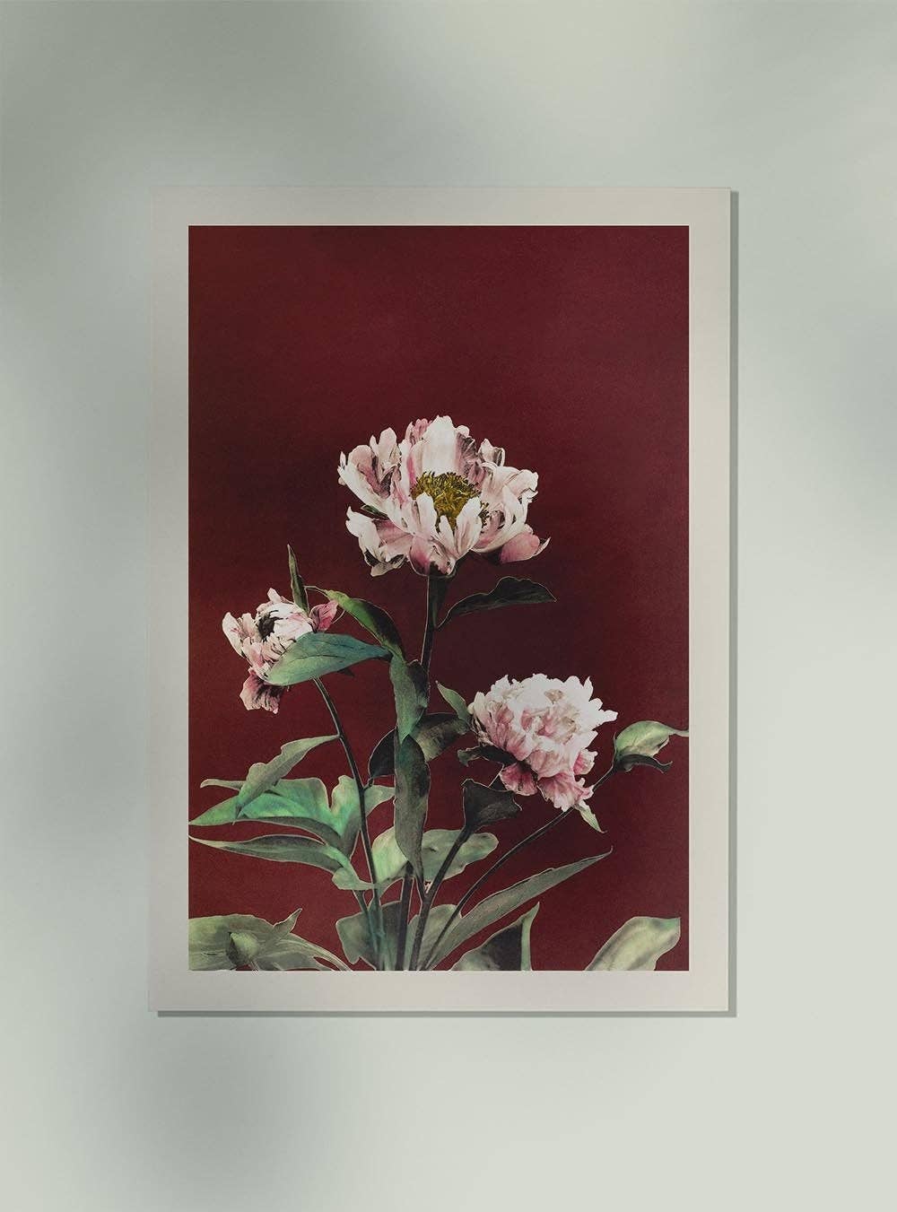 Hærdaceous Peony by Ogawa Kazumasa