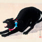 Black Cat Hissing by Takahashi Shōtei