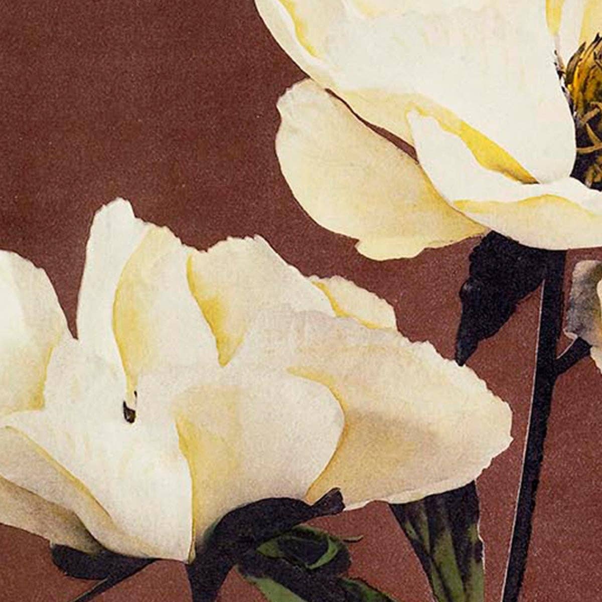 Hærdaceous Peony II  Exhibition Poster by Ogawa Kazumasa