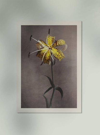 Lirio amarillo de Ogawa Kazumasa