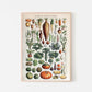 Garden Vegetable Art Print II - Adolphe Millot Vegetables