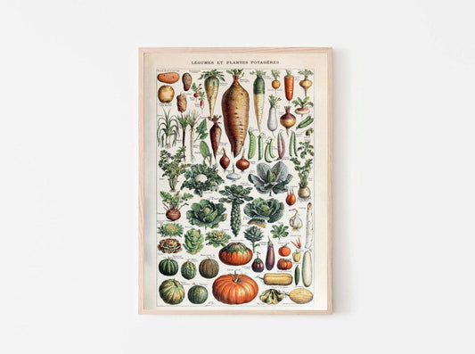 Garden Vegetable Art Print II - Adolphe Millot Vegetables