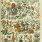 Fleurs C (French Flower Poster III) by Adolphe Millot