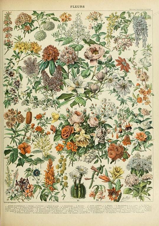 Fleurs C (French Flower Poster III) by Adolphe Millot