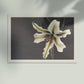 White Lily in the Dark by Ogawa Kazumasa