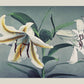 White Lily by Ogawa Kazumasa