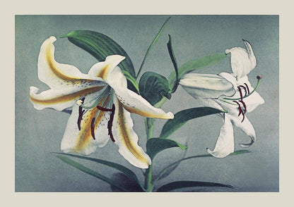 Lirio blanco de Ogawa Kazumasa