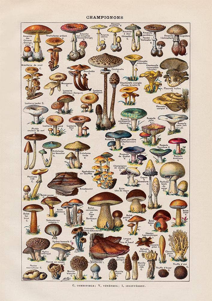 Vintage Mushrooms Print II - Botanical Art by Adolphe Millot