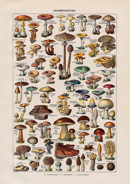 Vintage Mushrooms Print II - Botanical Art by Adolphe Millot