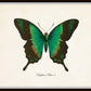 Set of 9 Vintage Butterfly Art Prints