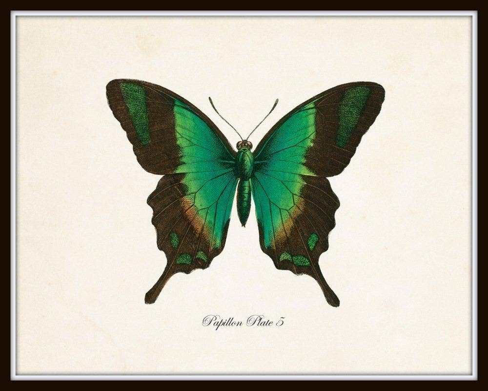 Set of 9 Vintage Butterfly Art Prints