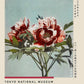 Tree Red Peony Exhibition Poster by Ogawa Kazumasa