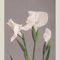 White Irises by Ogawa Kazumasa