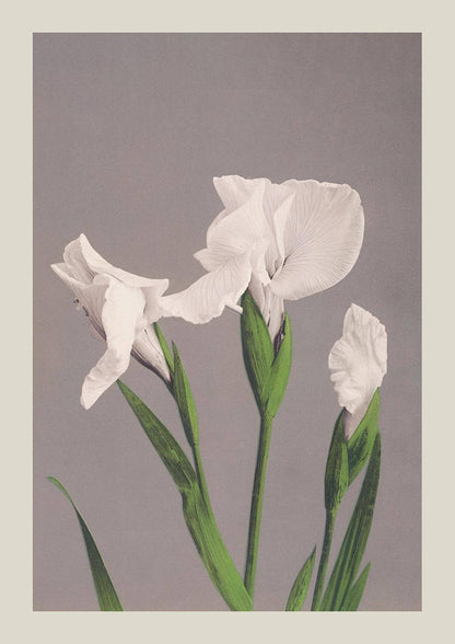 Iris blancos de Ogawa Kazumasa