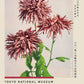 Three Pink Chrysanthemum Exhibition Poster by Ogawa Kazumasa