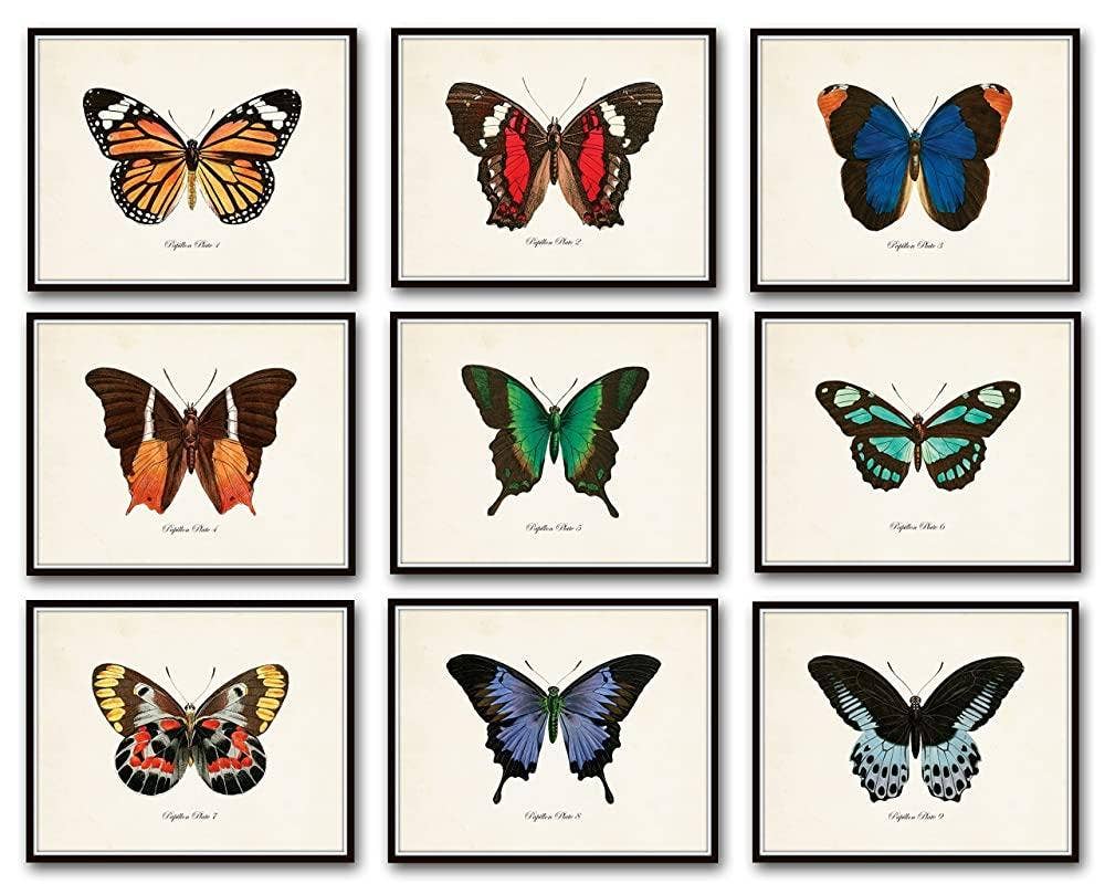 Set of 9 Vintage Butterfly Art Prints