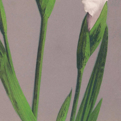 Iris blancos de Ogawa Kazumasa