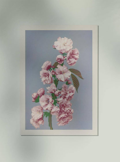 Flor de cerezo de Ogawa Kazumasa