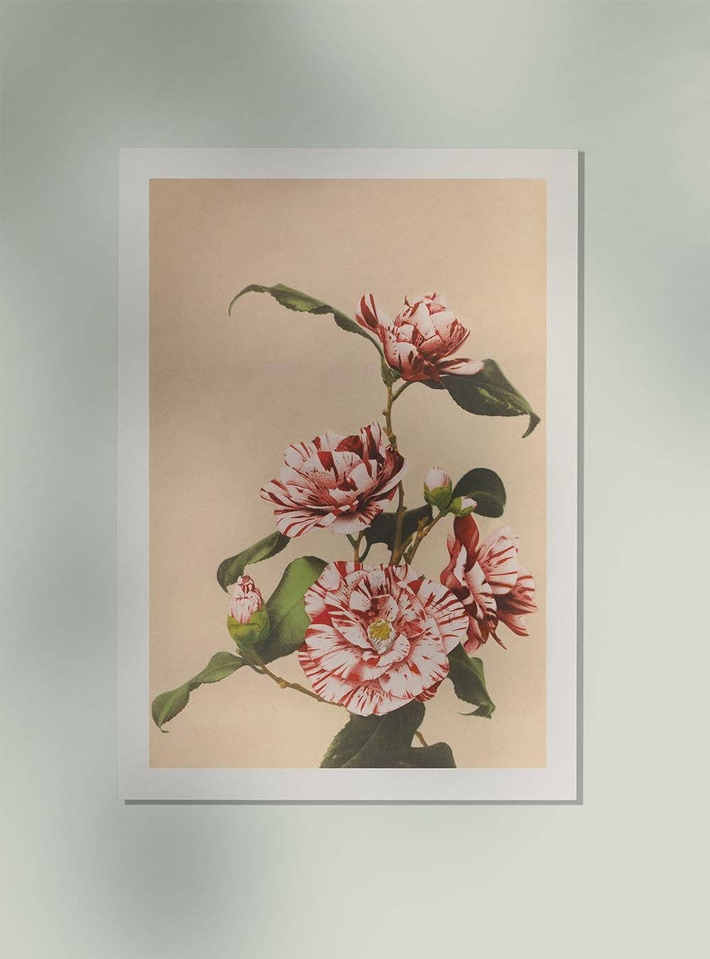 Striped Camellias by Ogawa Kazumasa