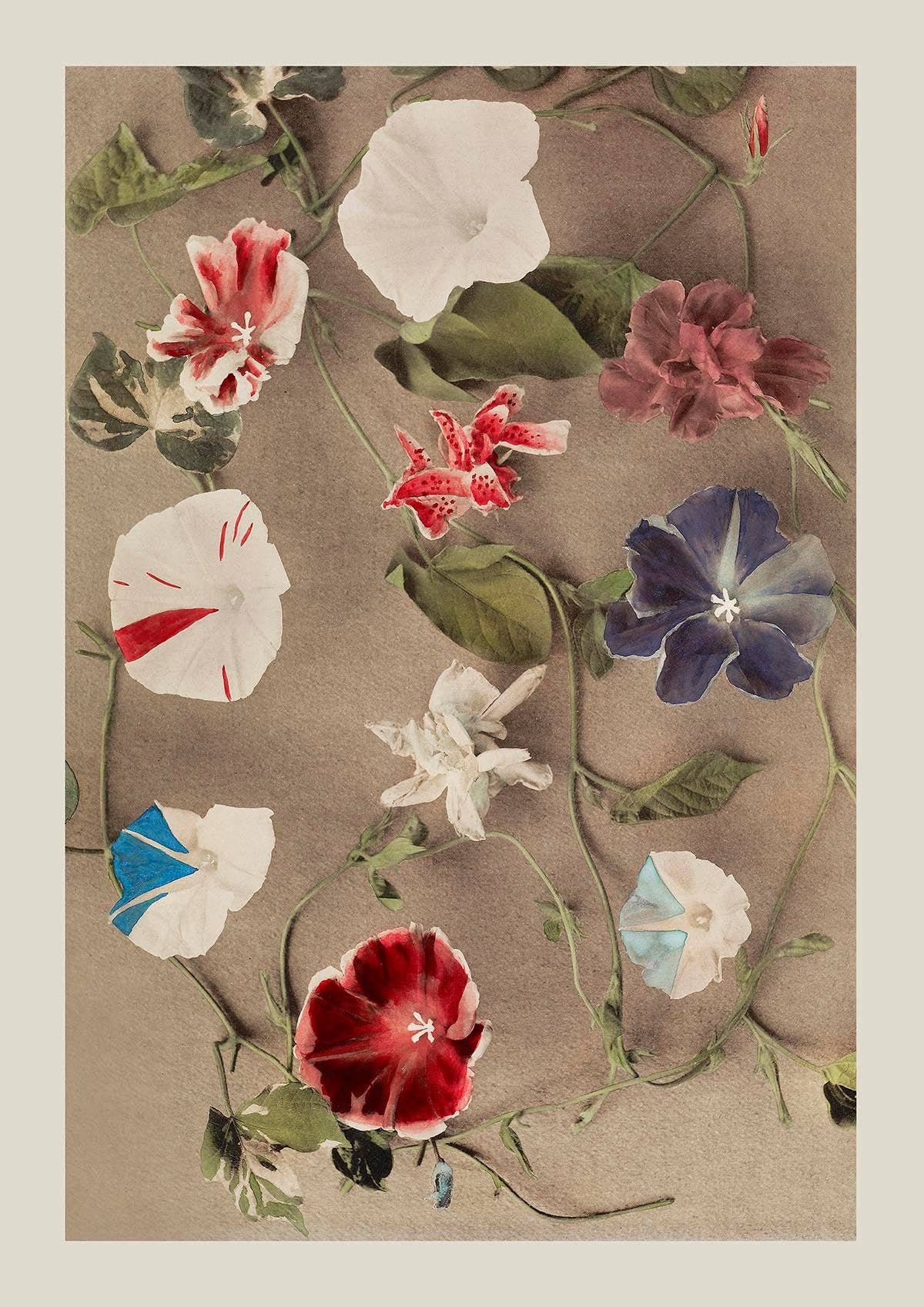 Group of Morning Glories by Ogawa Kazumasa