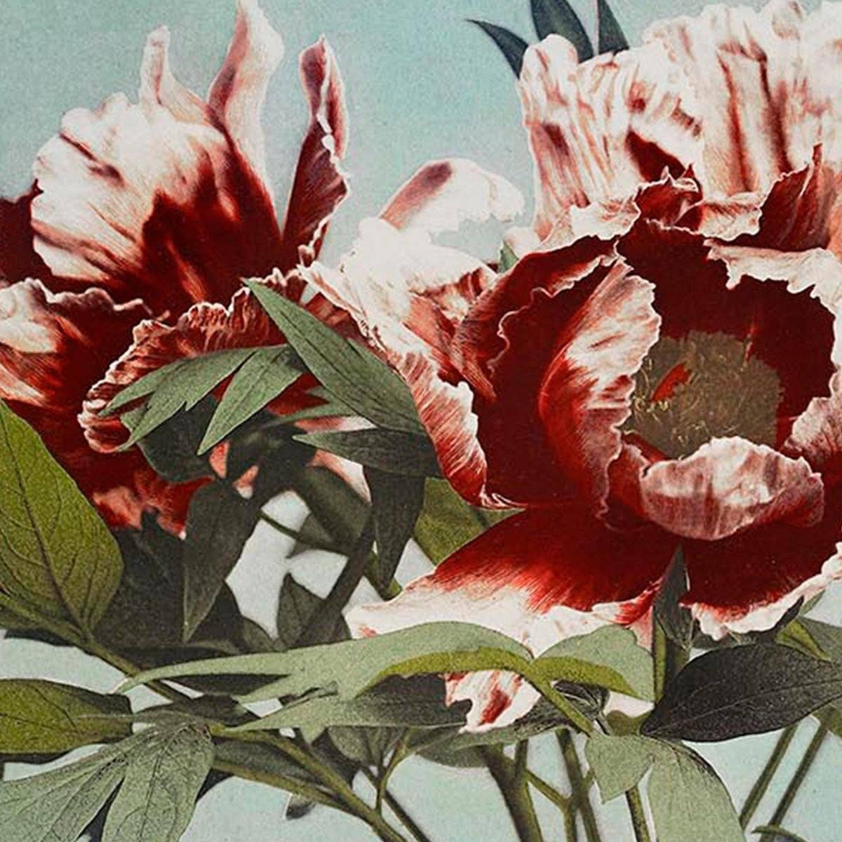 Tree Red Peony Exhibition Poster by Ogawa Kazumasa