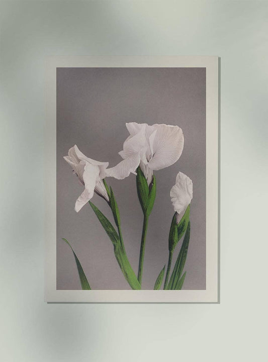 Iris blancos de Ogawa Kazumasa