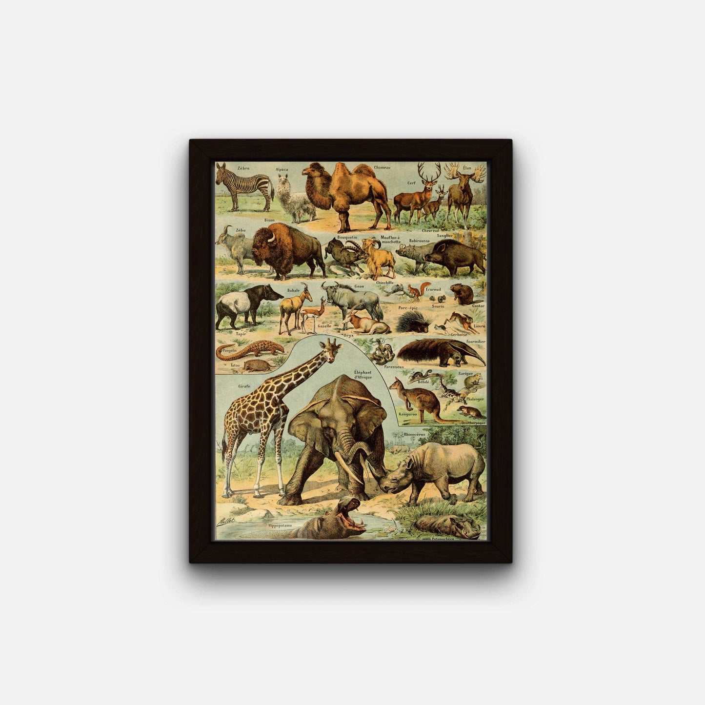 Animal Kingdom, Mammals I (Mammifère I) by Adolphe Millot