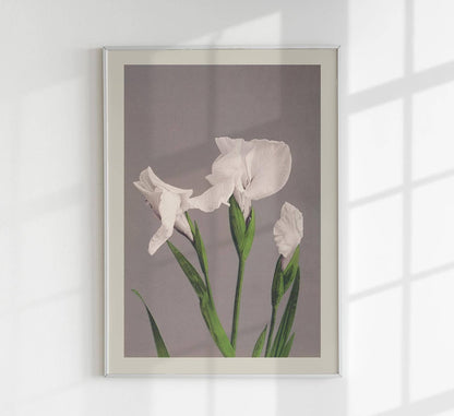 Iris blancos de Ogawa Kazumasa