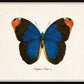 Set of 9 Vintage Butterfly Art Prints