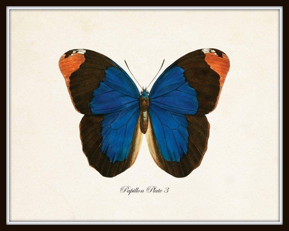 Set of 9 Vintage Butterfly Art Prints