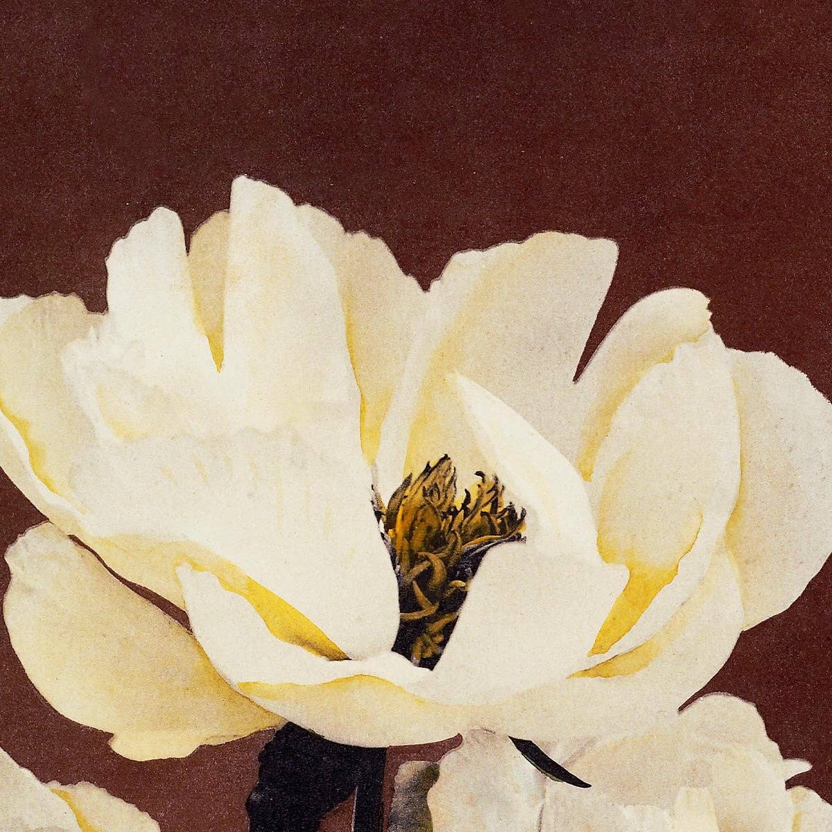 Hærdaceous Peony II by Ogawa Kazumasa