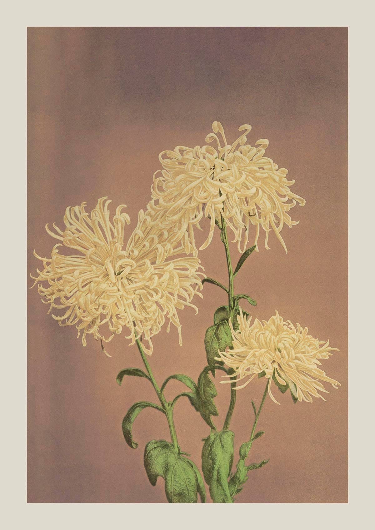 Three Yellow Chrysanthemum by Ogawa Kazumasa