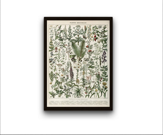 Medicinal Plants Illustration Art Print by Adolphe Millot