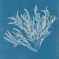 Ptilota sericea by Anna Atkins