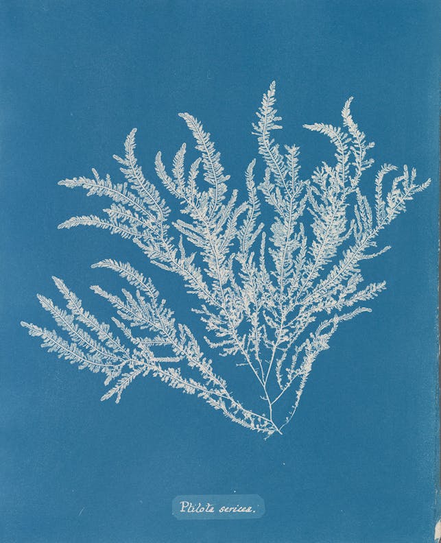 Ptilota sericea by Anna Atkins