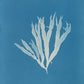 Halymenia ligulata var. latifolia by Anna Atkins