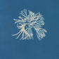 Rhodomenia sobolifera by Anna Atkins