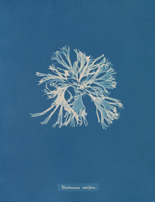 Rhodomenia sobolifera by Anna Atkins