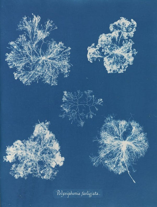 Polysiphonia fastigiata by Anna Atkins