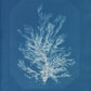 Callithamnion plumula by Anna Atkins