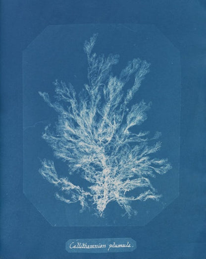 Callithamnion plumula de Anna Atkins