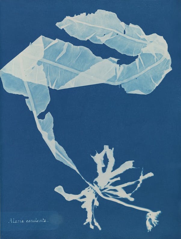 Alaria esculenta by Anna Atkins